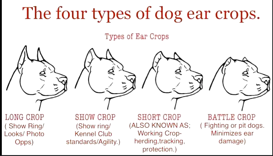 Types of ear cropping for Cane Corso