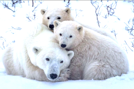 How Much Does Average Polar Bear Weigh and her Lifespan 20 Polar bear weight, size and height