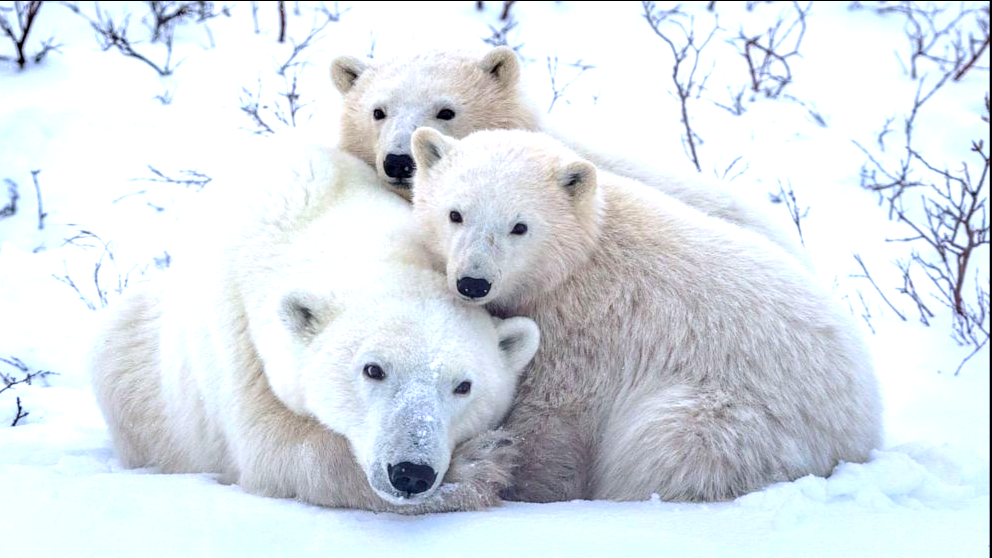 Polar bear weight, size and height