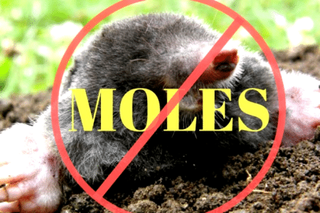 How to get rid of ground moles