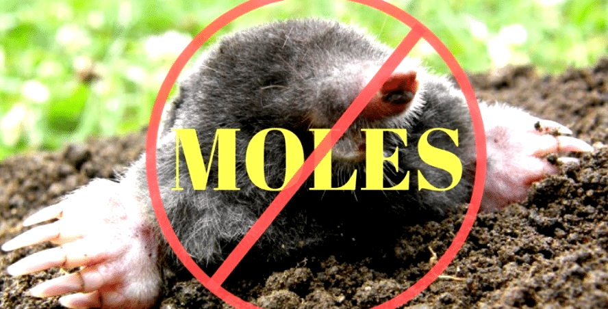How to get rid of ground moles