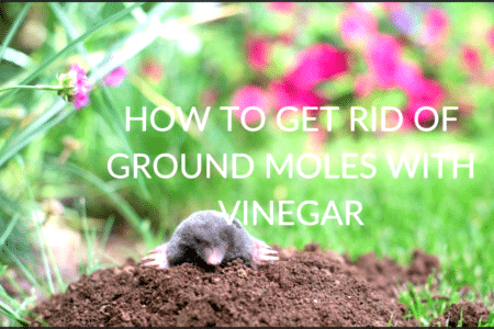 How to keep ground moles out of your garden