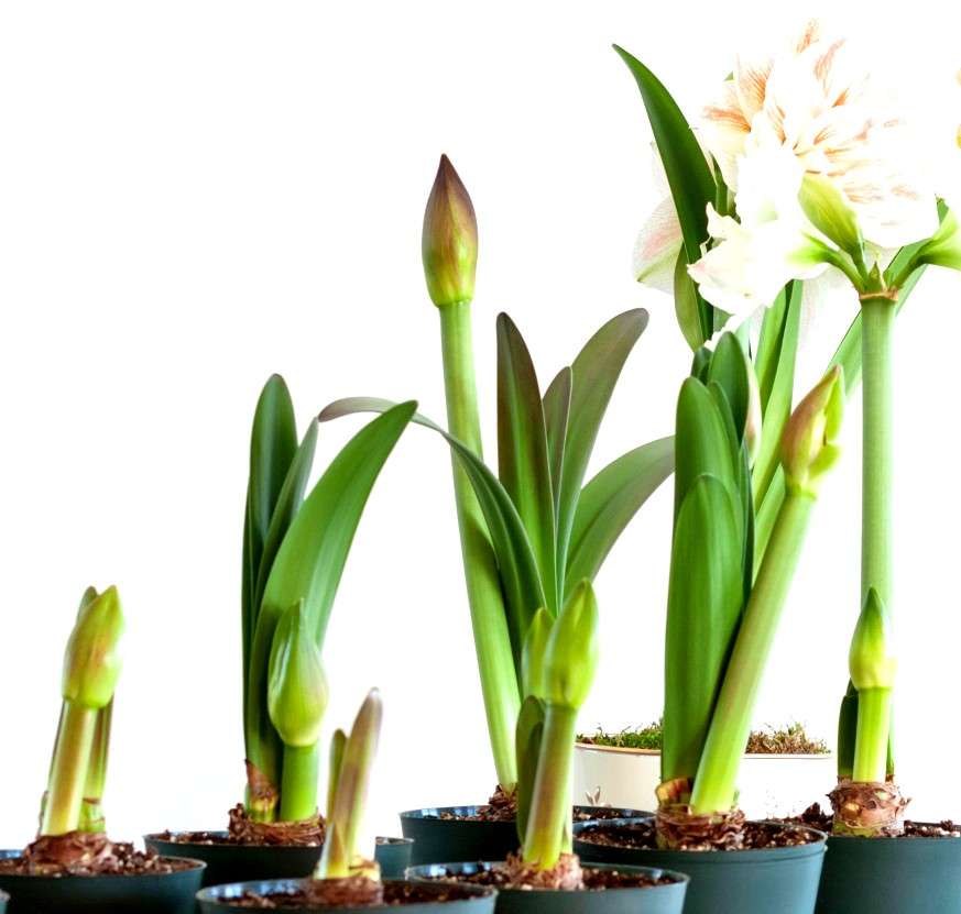 Are waxed Amaryllis poisonous to dogs and cats