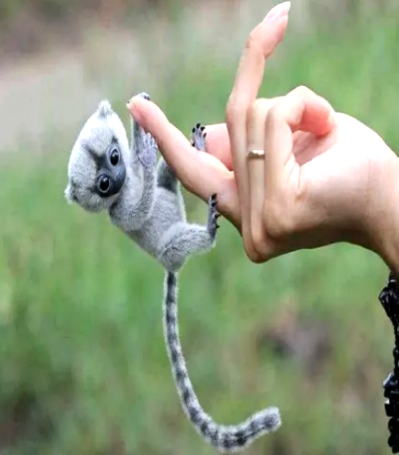 How long do finger monkeys live for in the wild