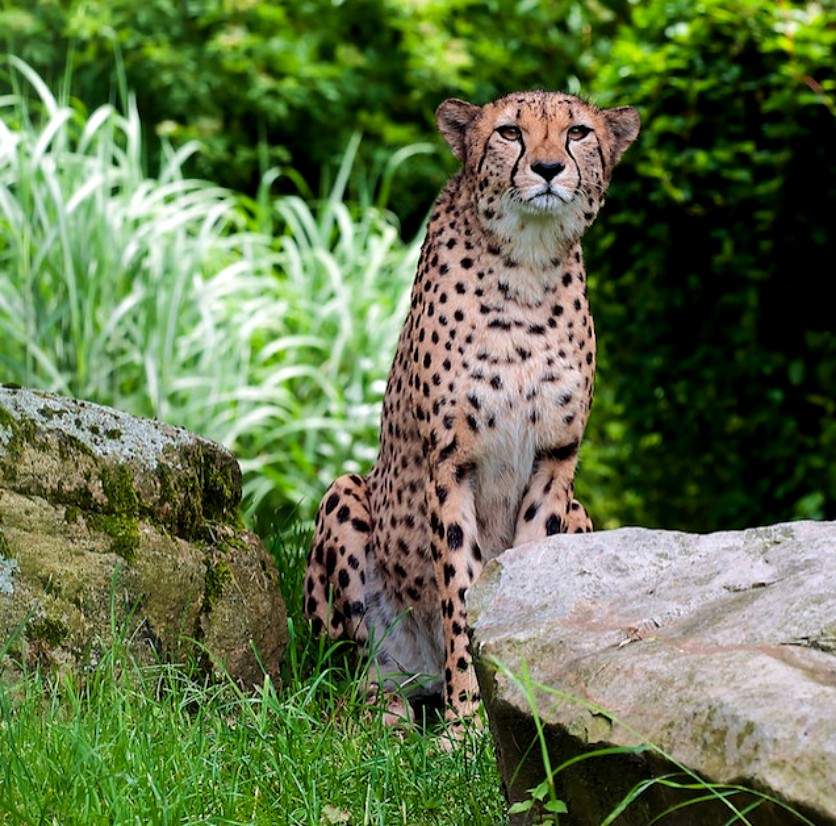 Full grown male and female cheetah weight