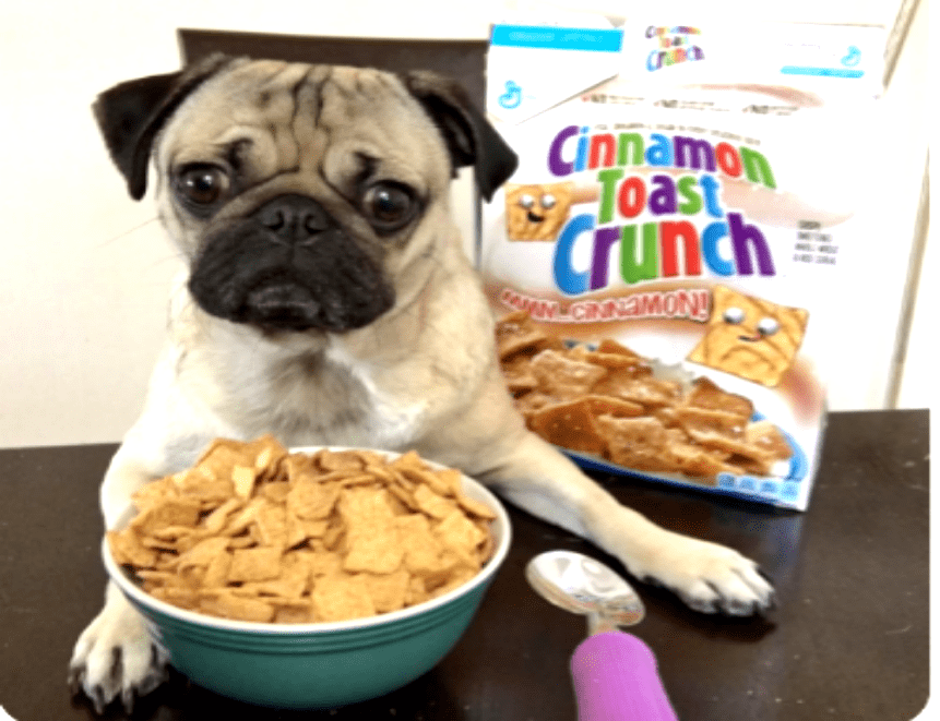 IS Cinnamon safe for dogs