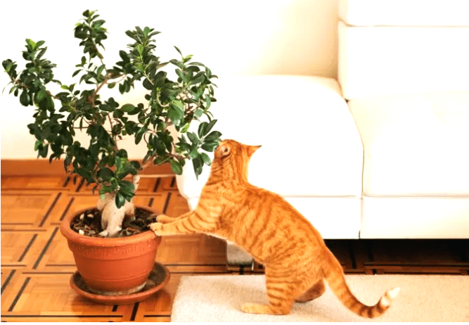 Are Bonsai Trees poisonous to Dogs and cats
