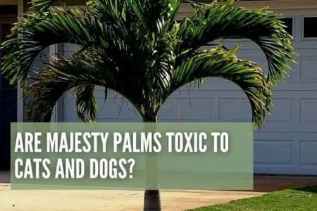 Is majesty palm poisonous to dog and cat pets