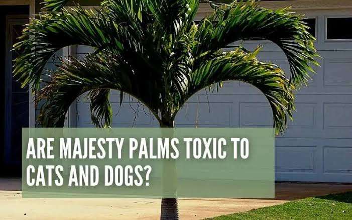 Is majesty palm poisonous to dog and cat pets 