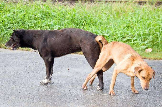 Why dogs stuck together after mating 