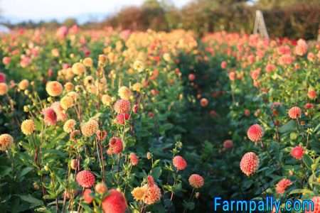 Are Dahlias Poisonous to Cats and Dogs 17 Dahlias safety for cats and dogs