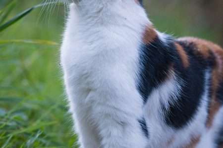 How long calico cats live