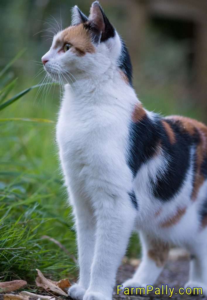 How long calico cats live