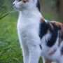 How long calico cats live
