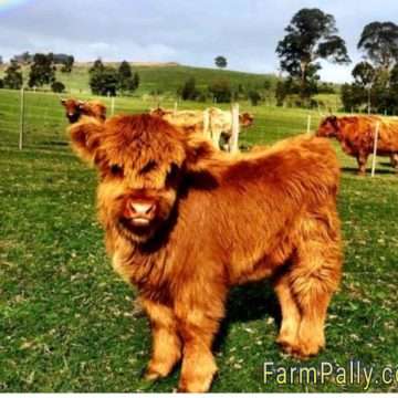 Highland miniature cow characteristics