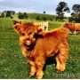 Highland miniature cow characteristics
