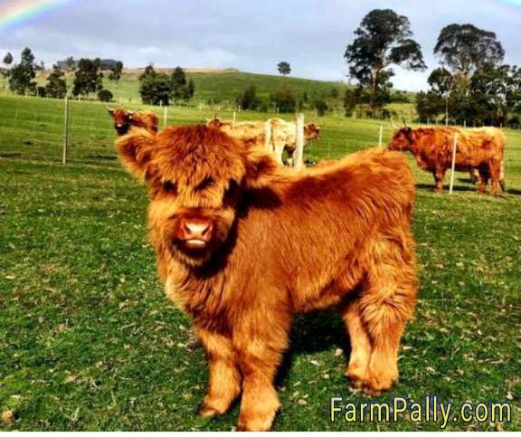 Highland miniature cow characteristics 