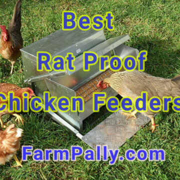 How to keep rodents away from chicken feeders