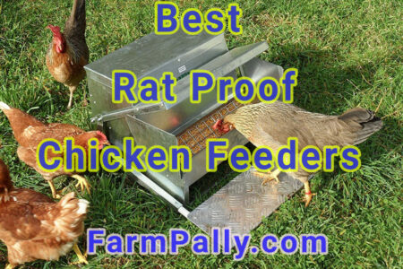 How to keep rodents away from chicken feeders