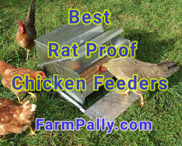 How to keep rodents away from chicken feeders