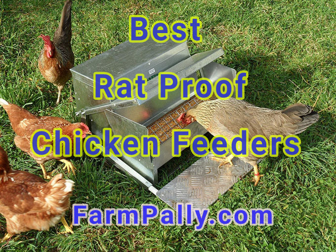 How to keep rodents away from chicken feeders 