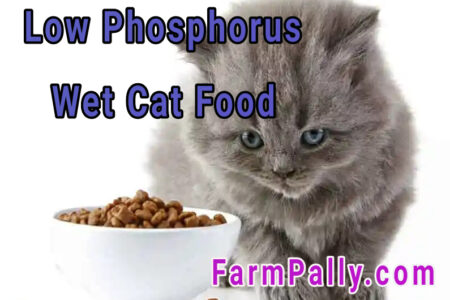 Non prescription low phosphorus wet cat food