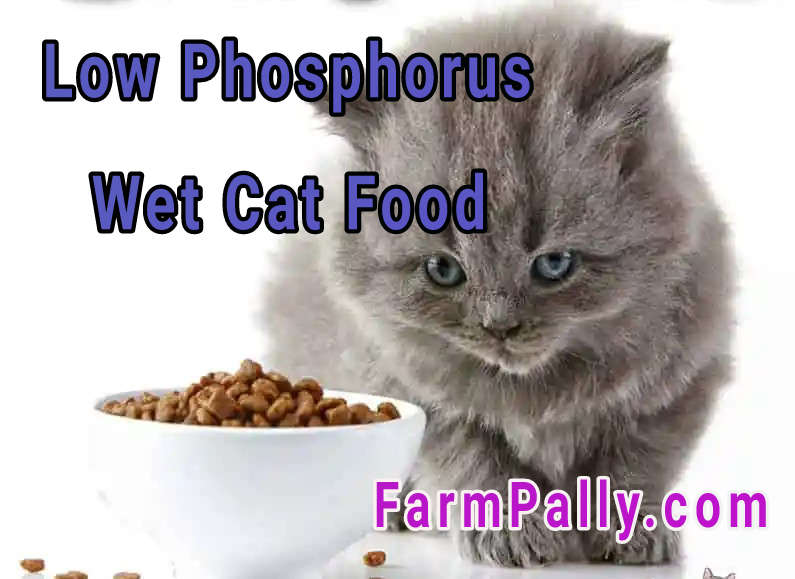 Non prescription low phosphorus wet cat food 