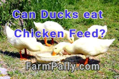 Can Ducks eat regular chicken feed