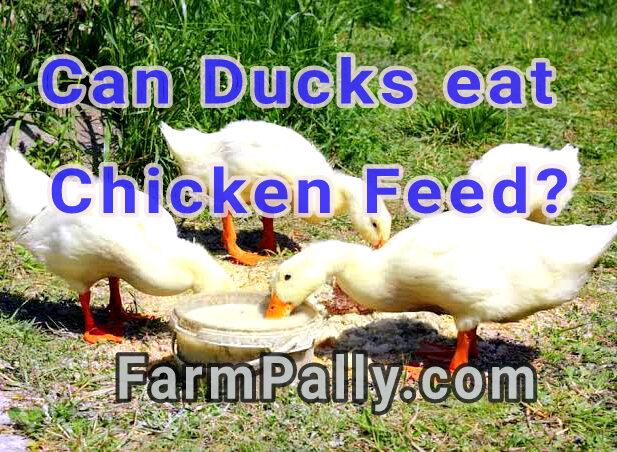 Can Ducks eat regular chicken feed