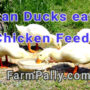 Can Ducks eat regular chicken feed