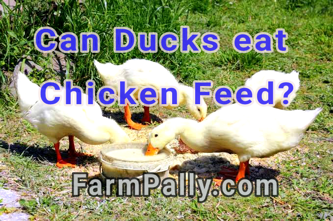 Can Ducks eat regular chicken feed 