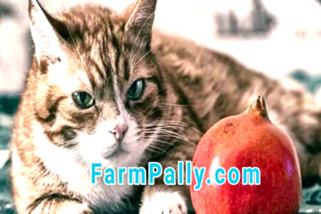 Is pomegranate poisonous to cats, symptoms and control