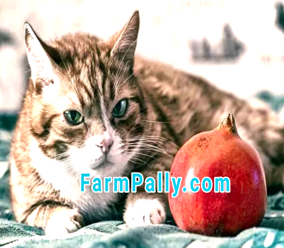 Is pomegranate poisonous to cats, symptoms and control
