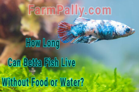 Can Betta Fish survive without food and water