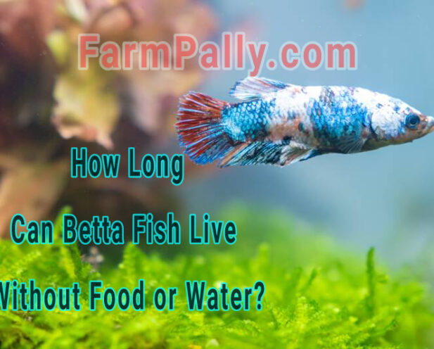 Can Betta Fish survive without food and water