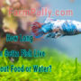 Can Betta Fish survive without food and water