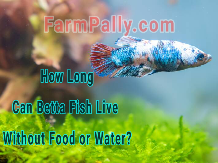 Can Betta Fish survive without food and water 