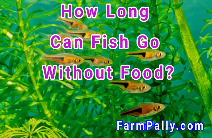 How long will fish go without Food 