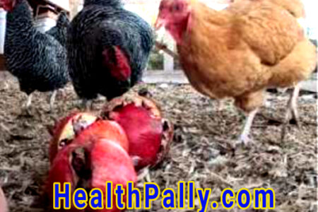 Can Chickens Eat Pomegranate Seeds? Chickens eating pomegranate fruit and seeds