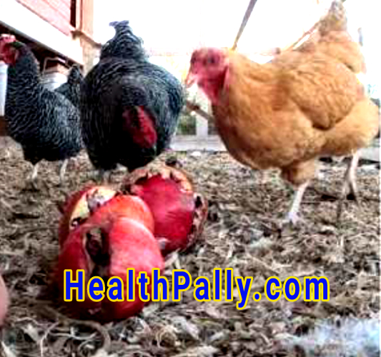 Can Chickens Eat Pomegranate Seeds? Chickens eating pomegranate fruit and seeds