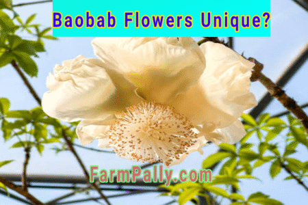 What is special and rare about baobab flowers