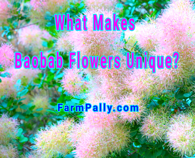 What makes Baobab flowers unique 